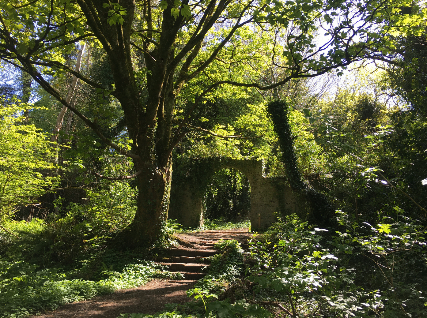 Massy's Wood · Unknown