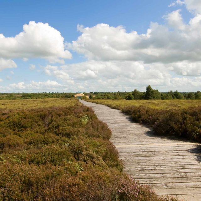 Corlea Iron Age Roadway · Road   Road/Trackway