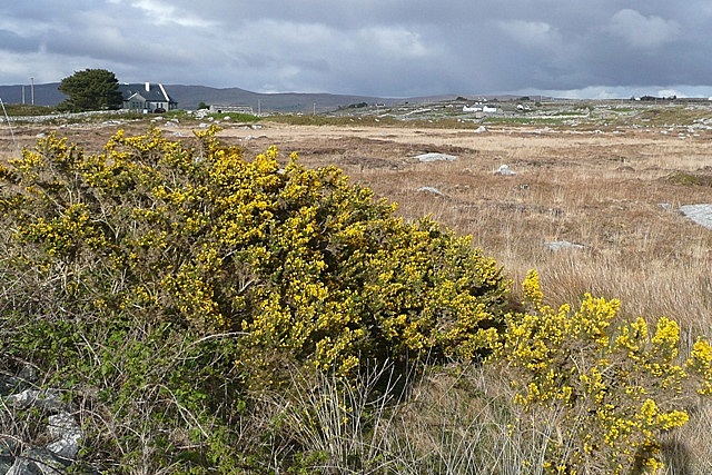 Muiceanach idir Dhá Sháile · Muckanaghederdauhaulia