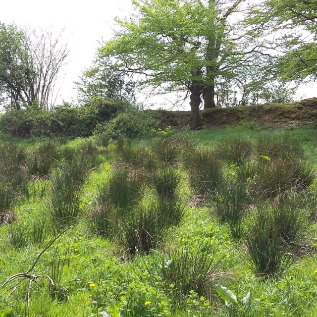 Larkfield Ringfort · Ringfort